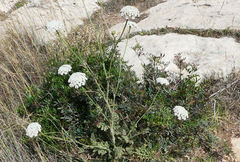 Daucus carota hispanicus