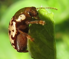 Calotheca