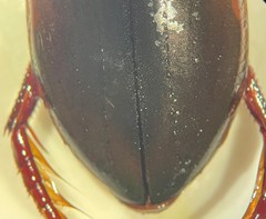 Dytiscus carolinus
