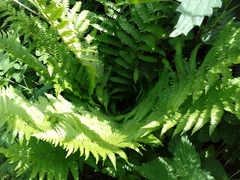 Dryopteris filix-mas
