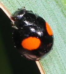 Brachiacantha subfasciata