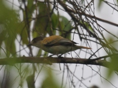 Pachyramphus rufus