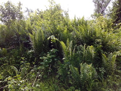 Dryopteris filix-mas