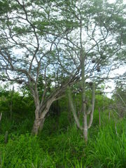 Cephalocereus scoparius, photograph (c) Tereso Hernández Morales, some rights reserved (CC BY)