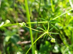 Galium pusillum