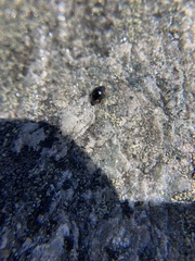 Hyperaspis bigeminata