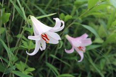 Lilium japonicum