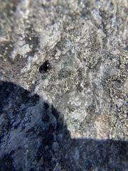 Hyperaspis bigeminata