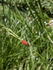 Macrolygistopterus rubripennis