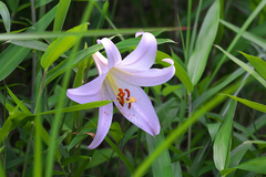 Lilium japonicum