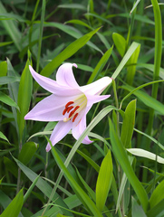 Lilium japonicum