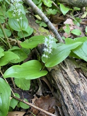Maianthemum canadense