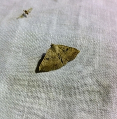 Blasticorhinus decernens