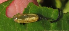 Calotheca