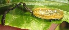 Calotheca