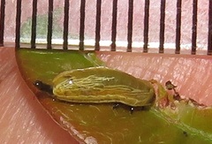 Calotheca