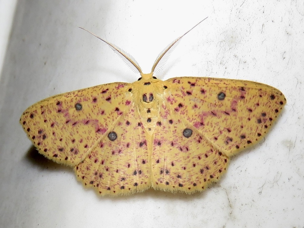 Cyclophora prunelliaria