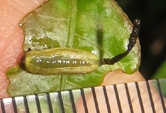 Calotheca