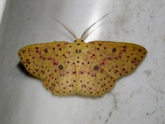 Anisodes prunelliaria