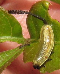 Calotheca