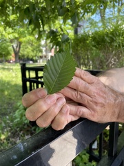 Ulmus americana