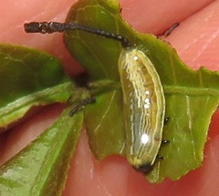 Calotheca