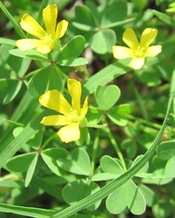 Oxalis flava