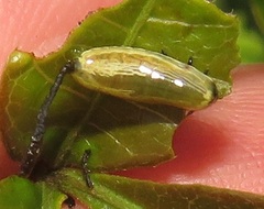 Calotheca
