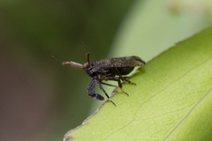 Asiraca