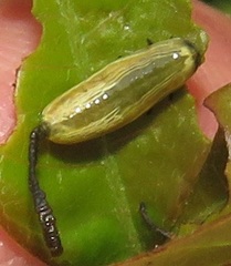 Calotheca