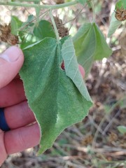 Abutilon ramosum