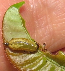 Calotheca