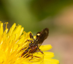 Nomada gracilis