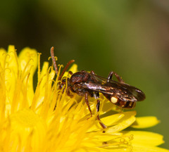 Nomada gracilis