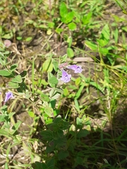 Scutellaria parvula