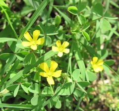 Oxalis flava