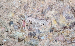 Dysaethria quadricaudata