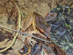 Craugastor metriosistus
