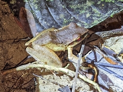 Craugastor metriosistus