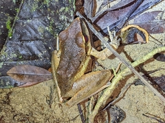 Craugastor metriosistus