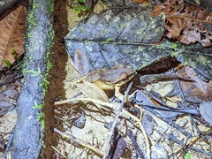 Craugastor metriosistus