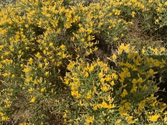 Genista acanthoclada