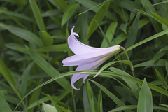Lilium japonicum
