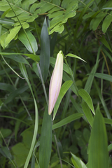 Lilium japonicum