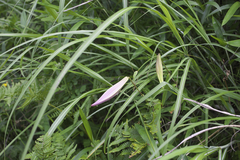 Lilium japonicum
