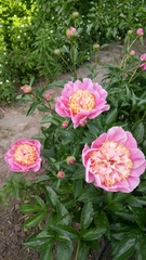 Paeonia