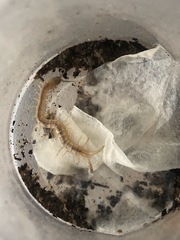 Arthrorhabdus pygmaeus