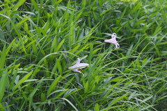 Lilium japonicum