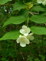 Philadelphus inodorus