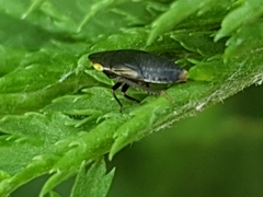 Aphrodes makarovi